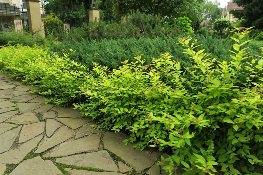 Спирея японская Магнум Роуз