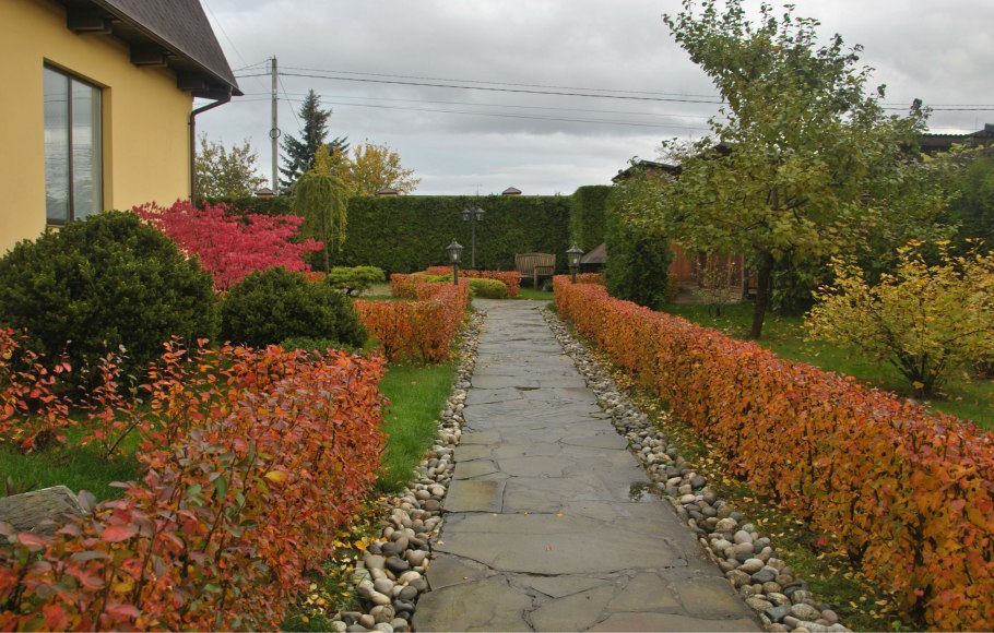 Барбарис Тунберга Живая изгородь