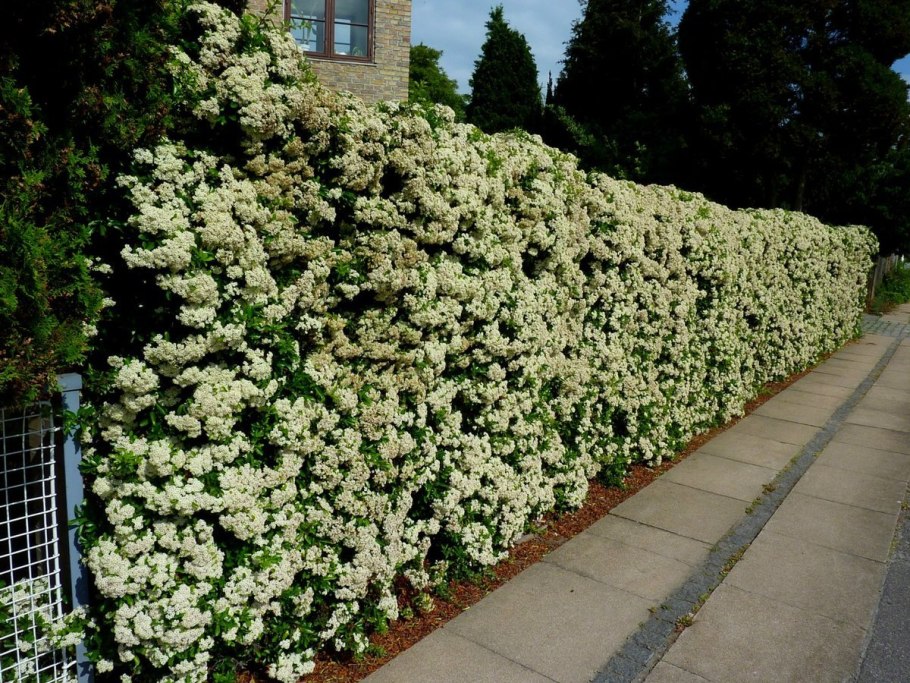 Спирея японская Голден принцесс бордюр