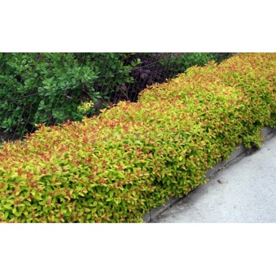 Спирея японская Литтл принцесс изгородь