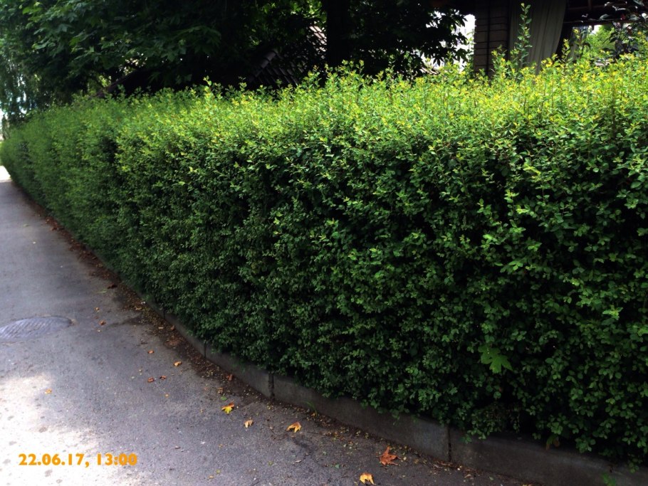 Спирея Голдфлейм Живая