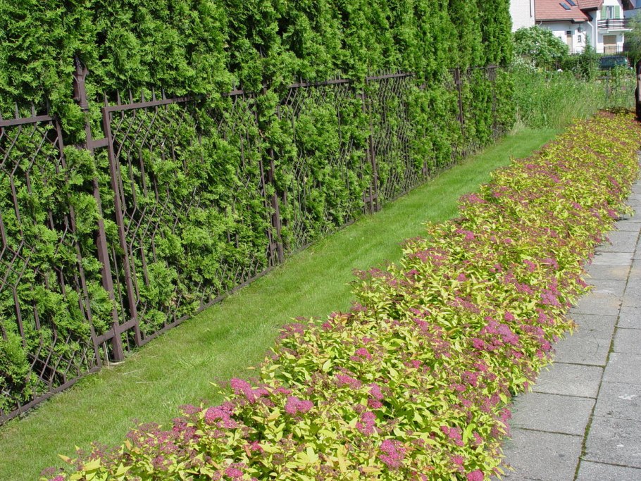 Спирея японская Кантри ред