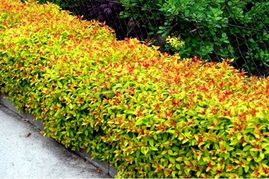 Спирея голдфлейм