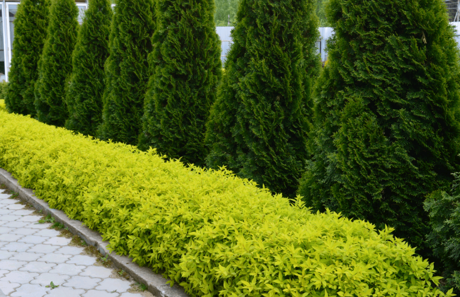 Спирея японская Живая изгородь