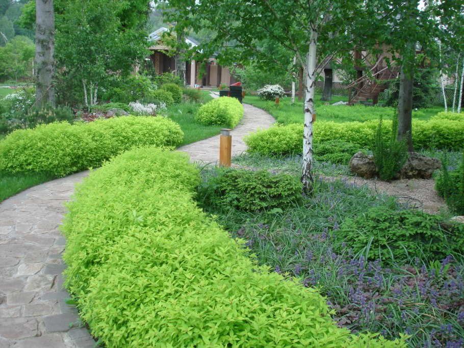 Фитопластика спирея