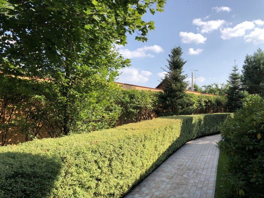 Спирея березолистная Живая изгородь