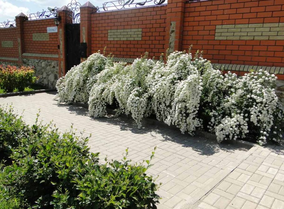 Спирея серая Грефшейм