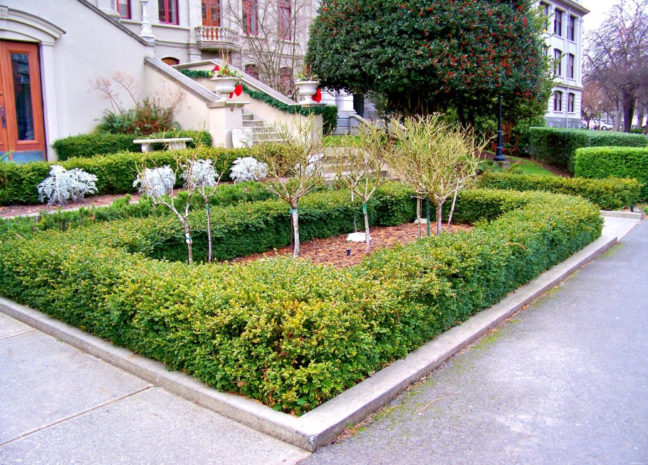 Спирея японская живая изгородь