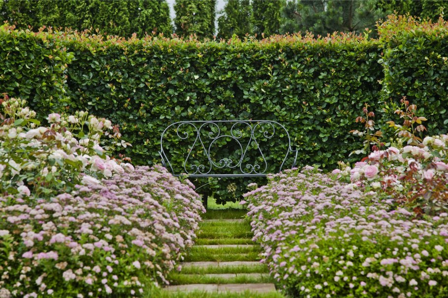 Спирея Широбана