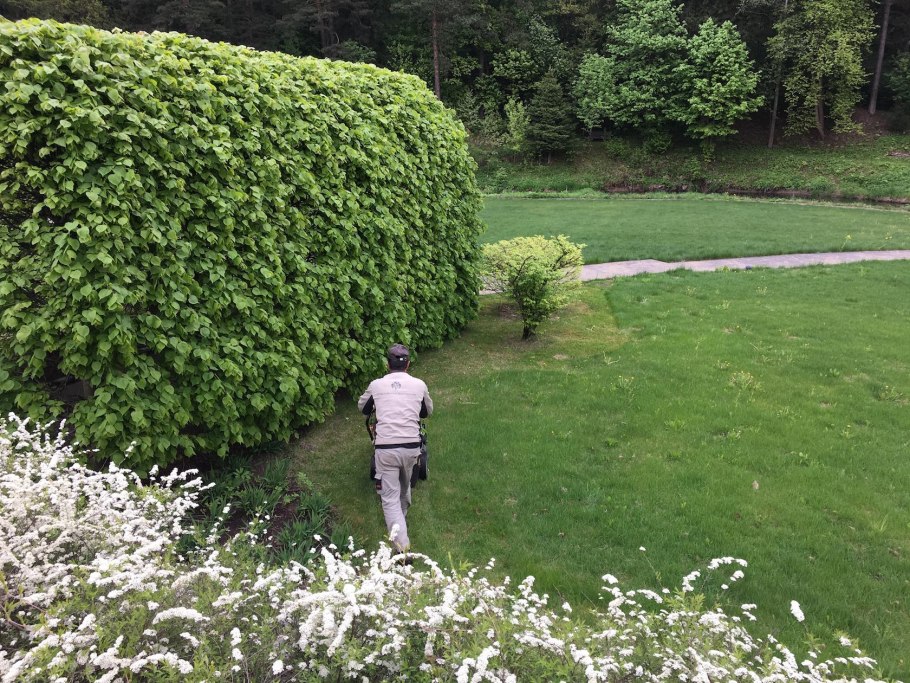 Бирючина обыкновенная Aureum