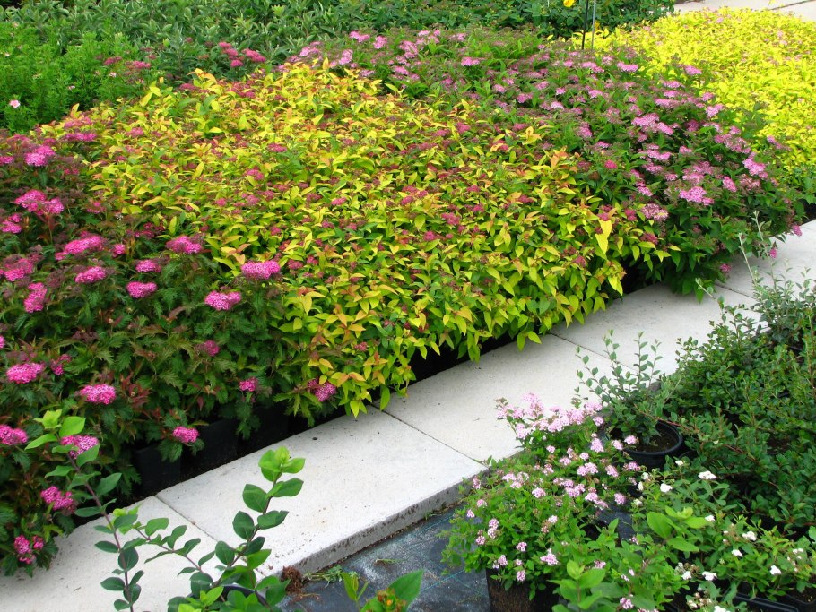 Спирея березолистная тор Живая изгородь