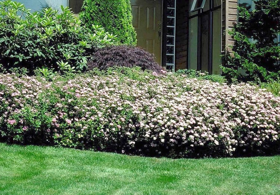 Спирея Вангутта Грефшейм