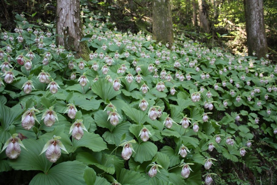 Циприпедиум японский