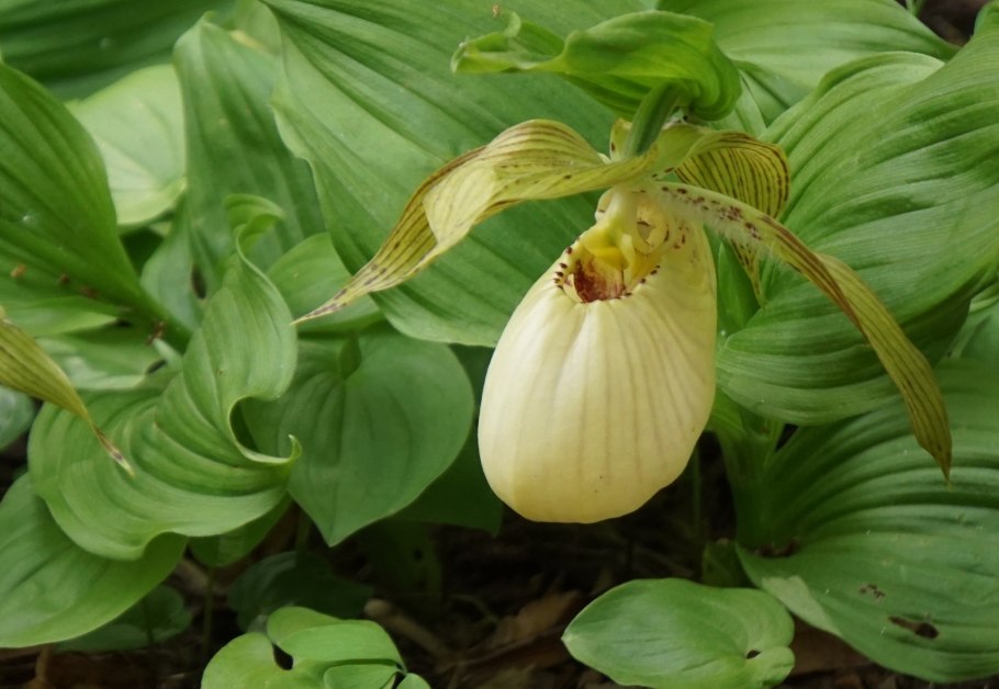 Циприпедиум Gisela