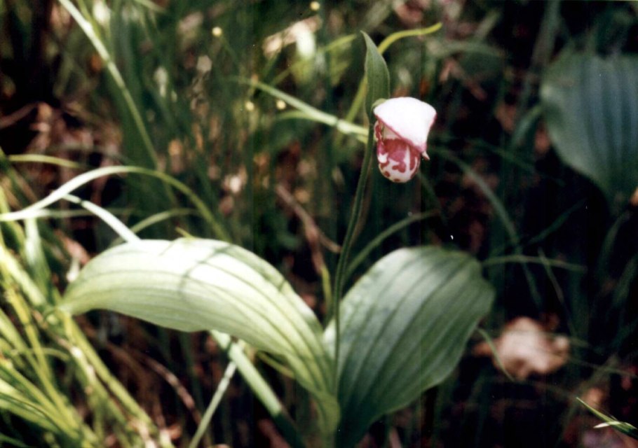 Венерин башмачок пятнистый
