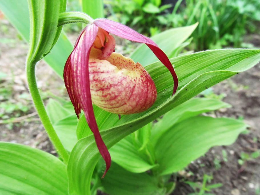 Орхидея венерин башмачок