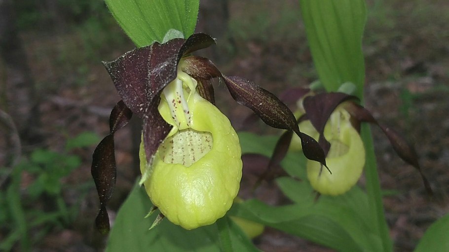 Венерин башмачок