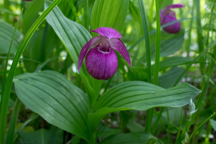 Cypripedium fargesii