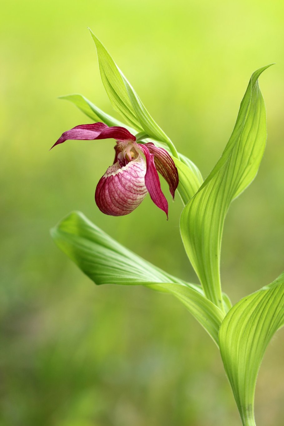 Венерин башмачок - cypripedium