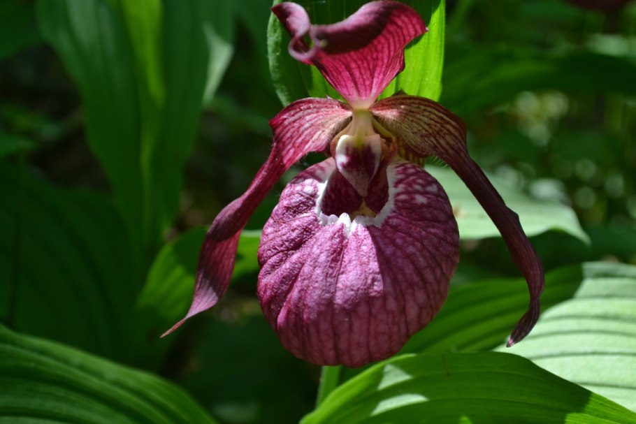 Орхидея лесная венерин башмачок