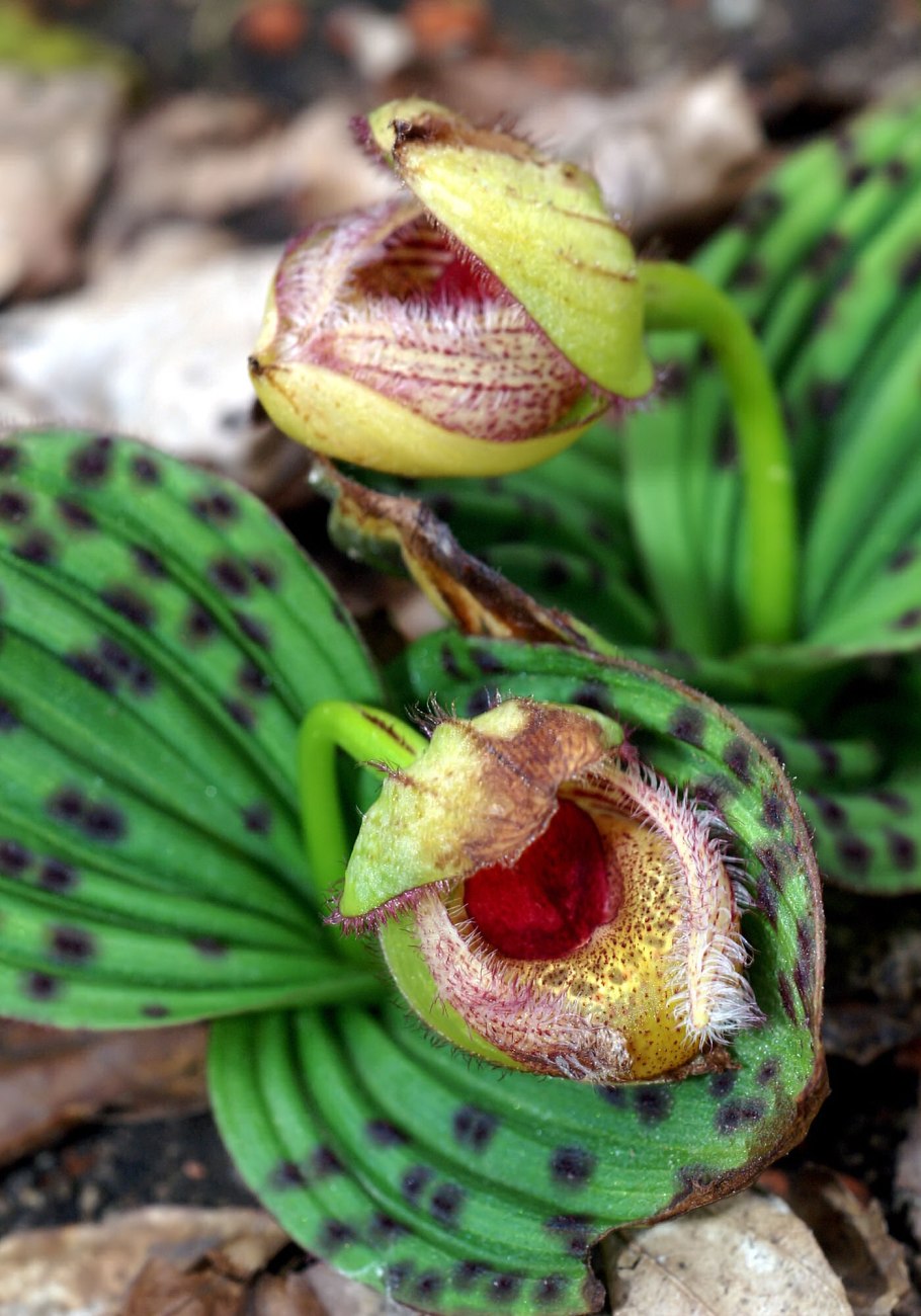 Cypripedium fargesii