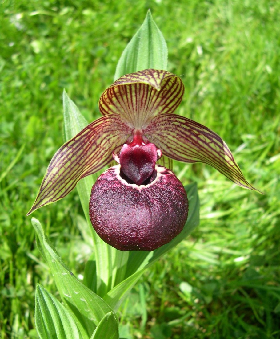 Садовая орхидея венерин башмачок