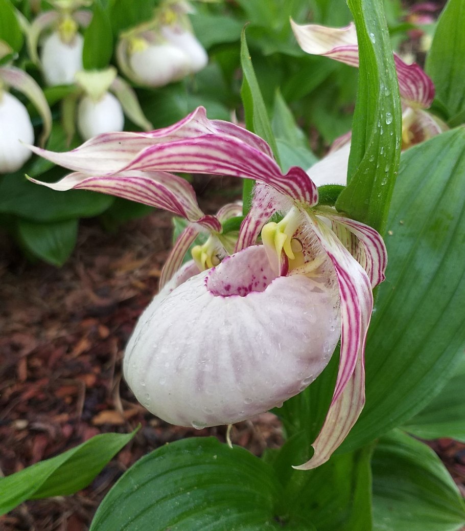 Орхидея башмачок крупноцветковый