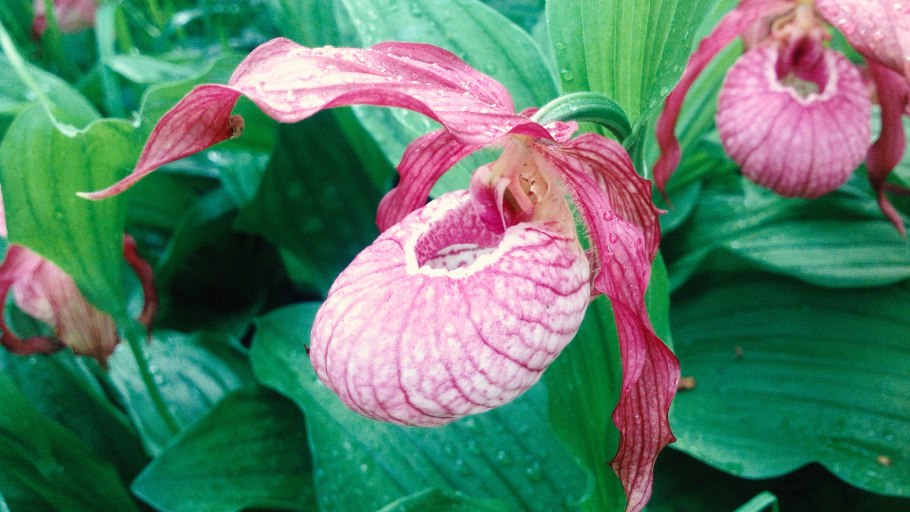 Cypripedium columbianum