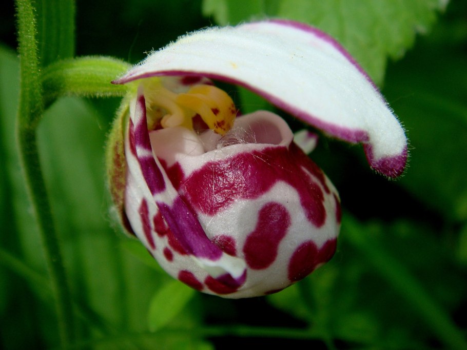 Cypripedium arietinum