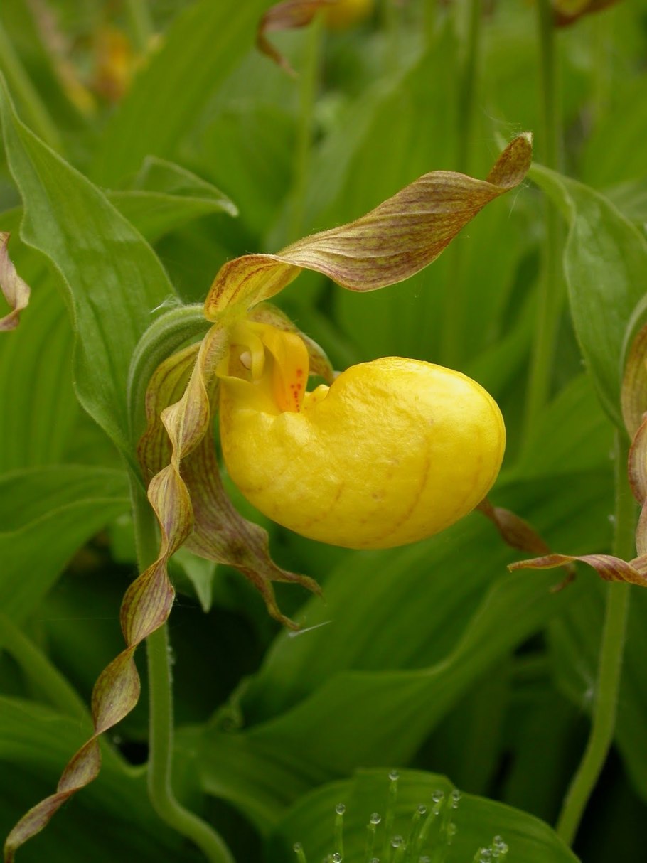Венерин башмачок пушистый (cypripedium pubescens)
