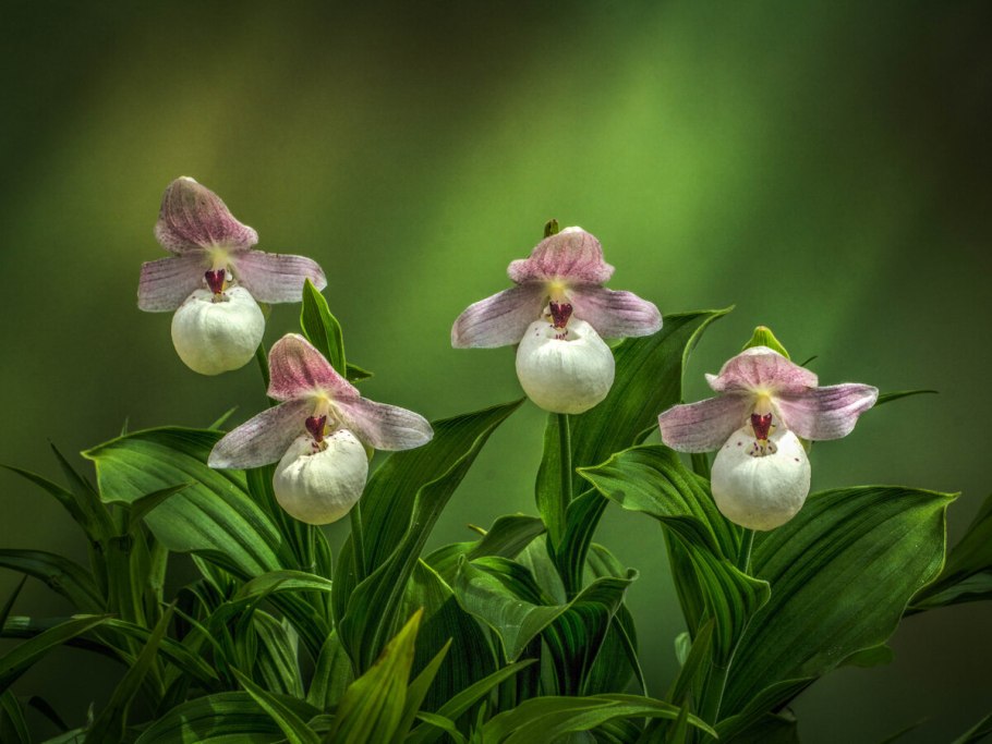 Орхидея венерин башмачок