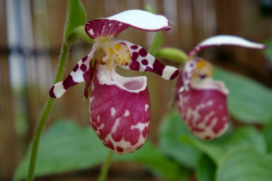 Кукушкин башмачок