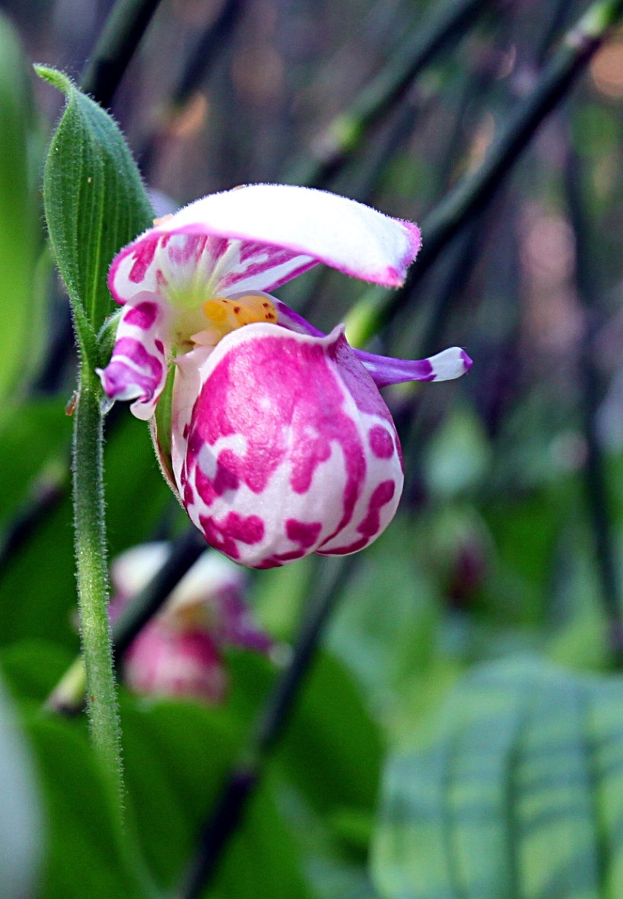 Растение Венерин башмачок