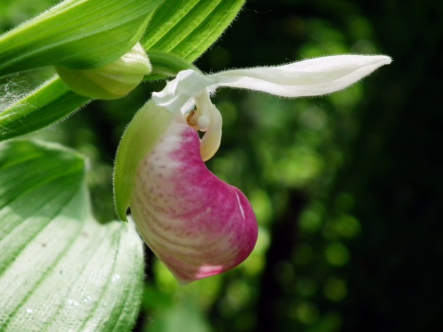 Cypripedium reginae