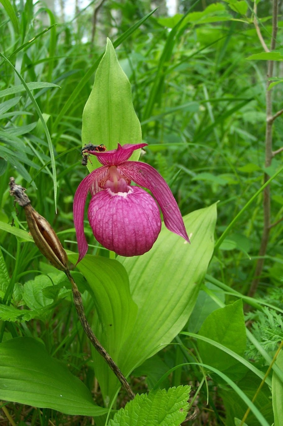 Башмачок крупноцветковый красная книга