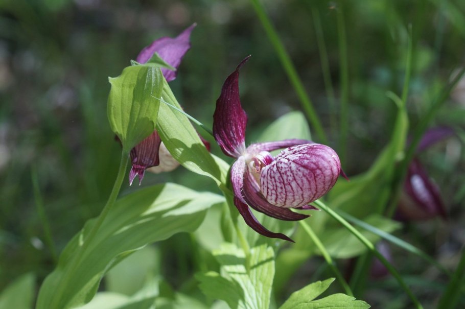 Орхидея лесная венерин башмачок