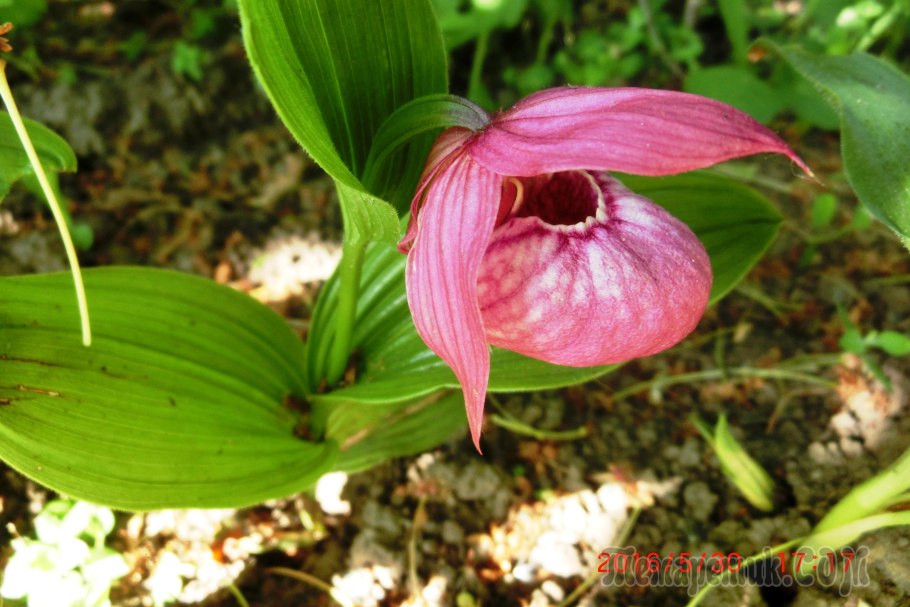 Венерин башмачок растение