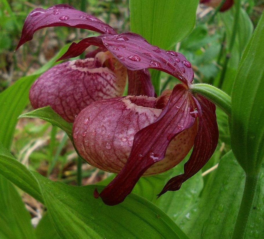 Башмачок венерин