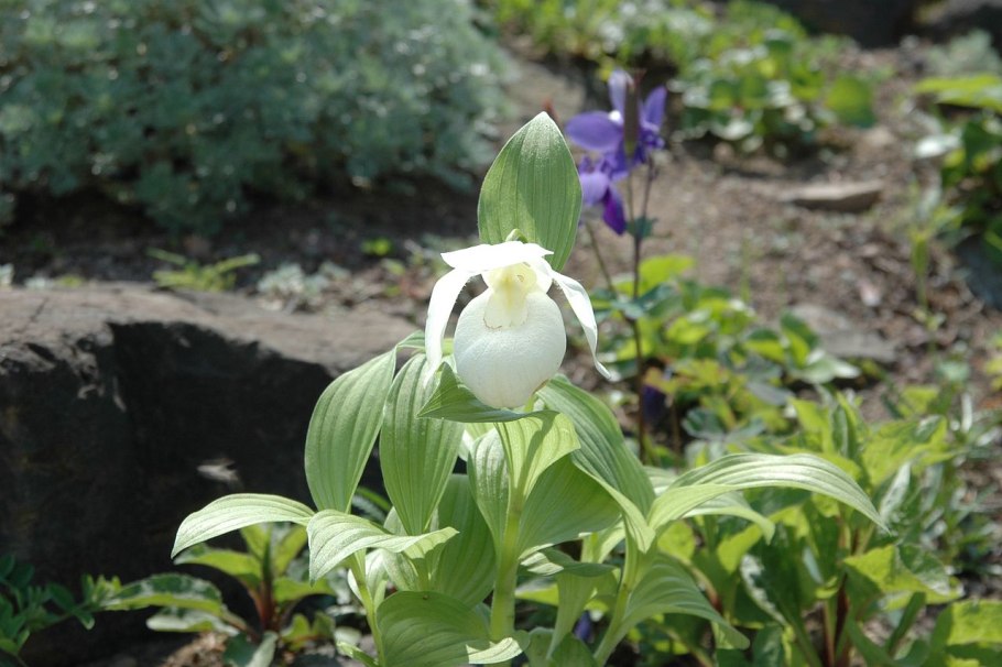 Cypripedium macranthos