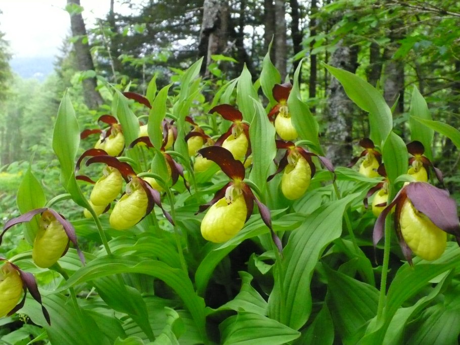 Cypripedium calceolus
