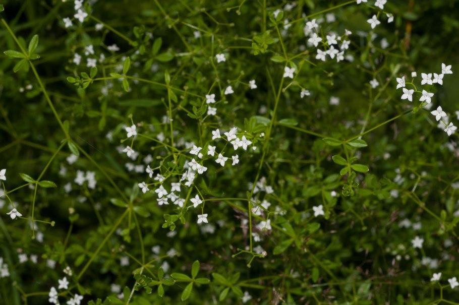 Подмаренник болотный (Galium palustre)