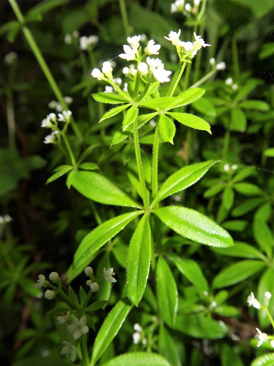 Galium mollugo