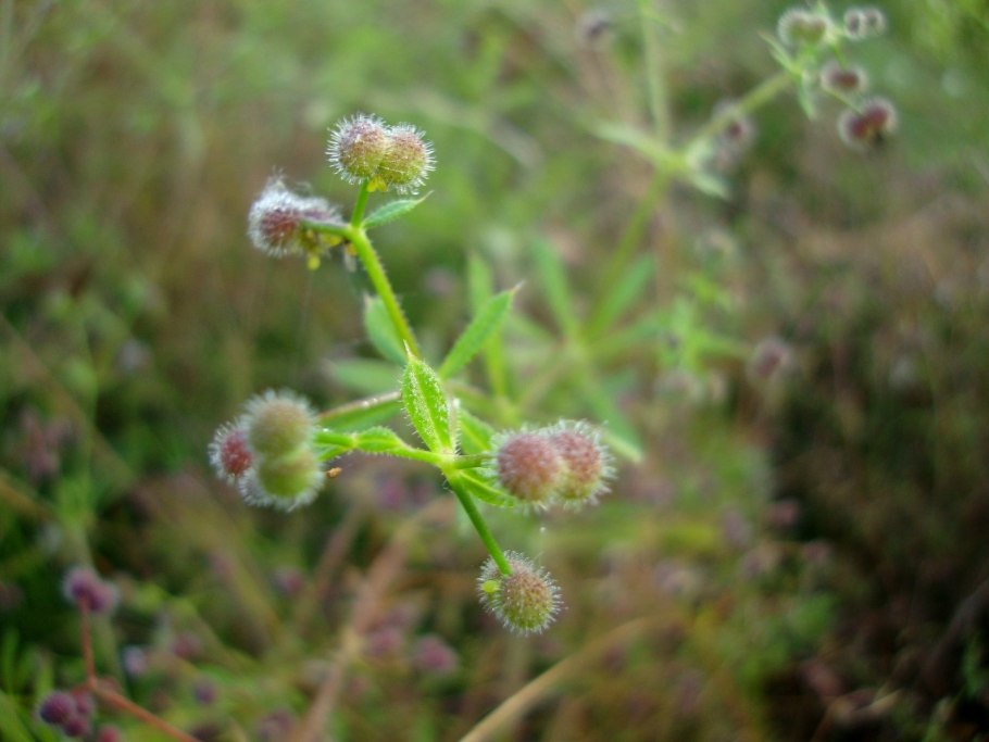 Подмаренник подмаренник