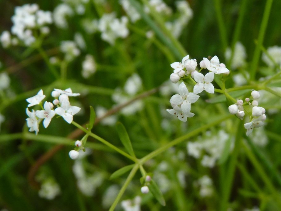 Подмаренник душистый