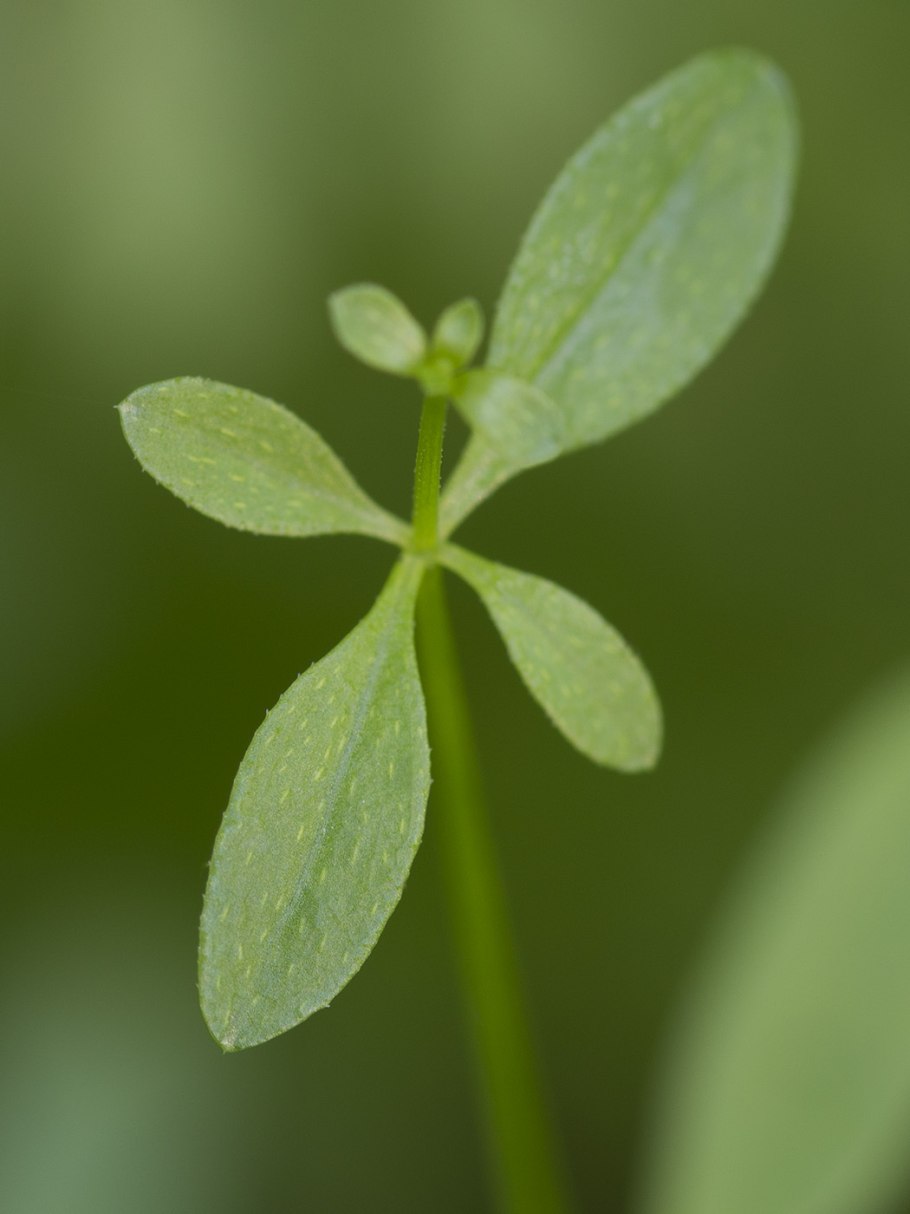 Подмаренник топяной