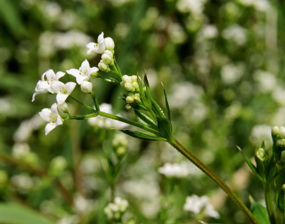 Подмаренник Северный Galium Boreale