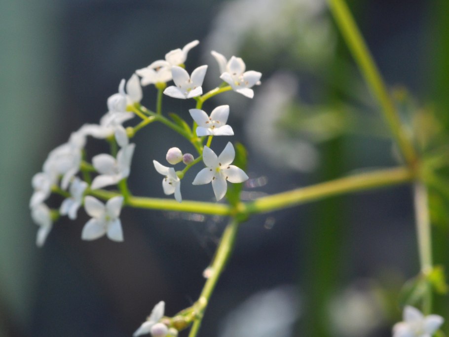 Galium lucidum
