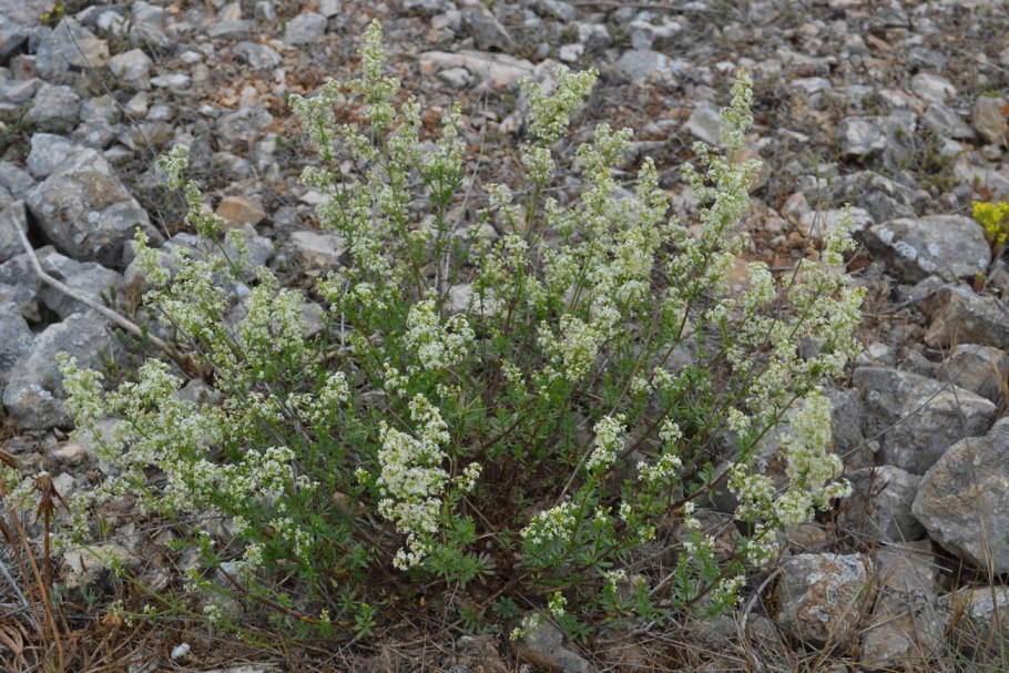 Подмаренник топяной