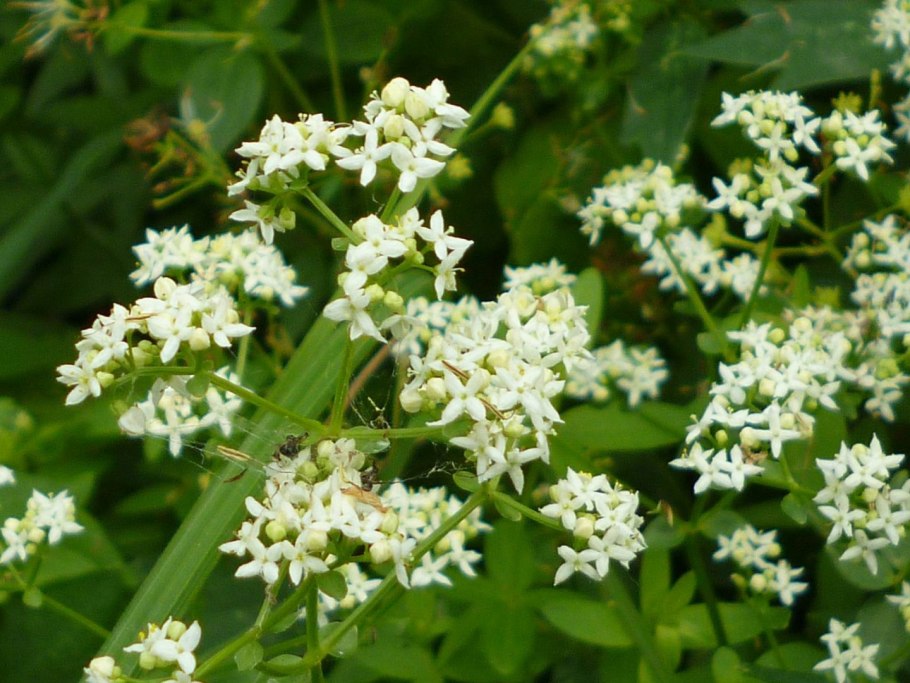 Galium Catarinense