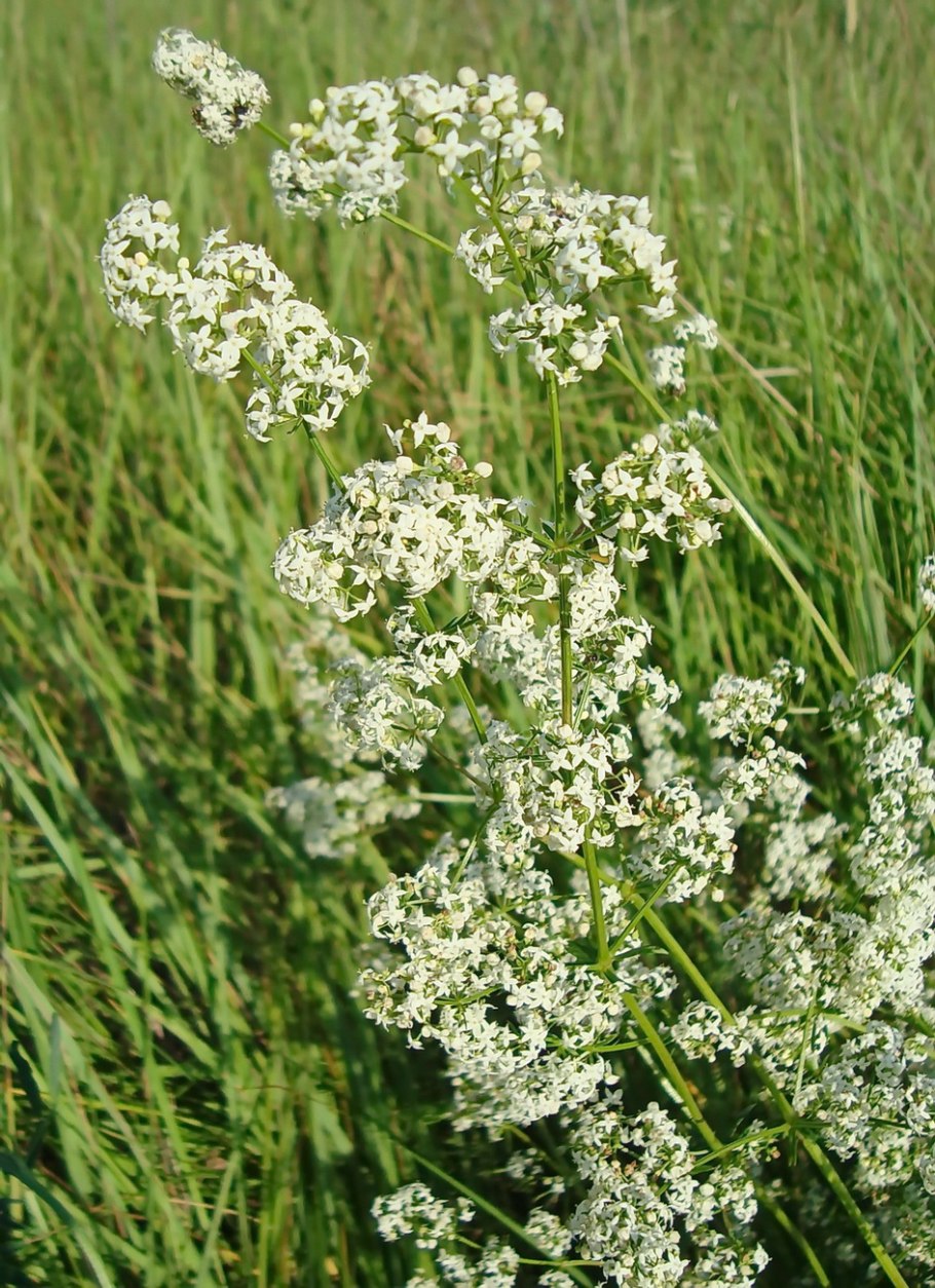 Galium lucidum all.